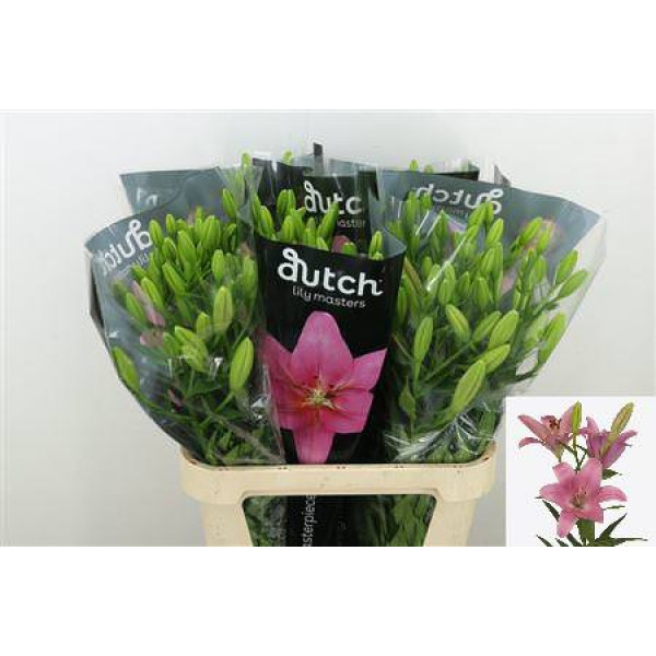 Lillys La Scotland 3 Pit 85cm A1