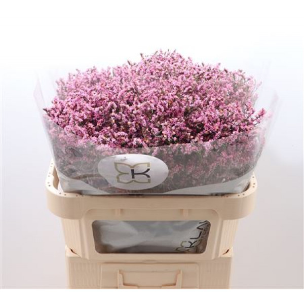 Limonium Sin Tiffany Diam 70cm A1