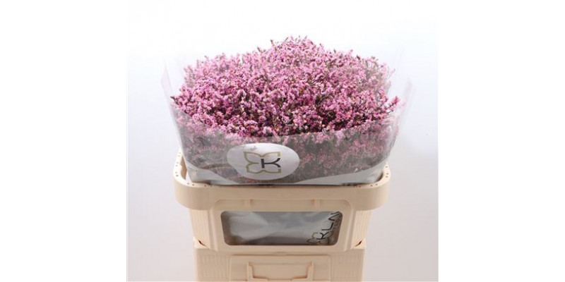 Limonium Sin Tiffany Diam 70cm A1