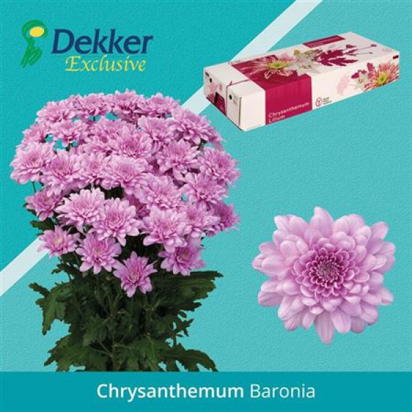 Chrysanthemums T Baronia New! 70cm A1