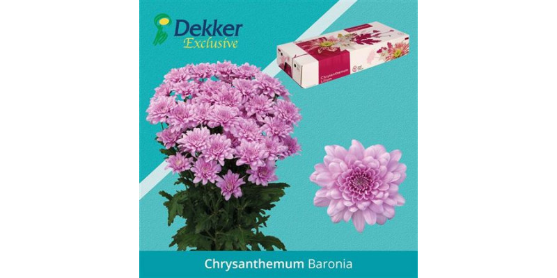 Chrysanthemums T Baronia New! 70cm A1