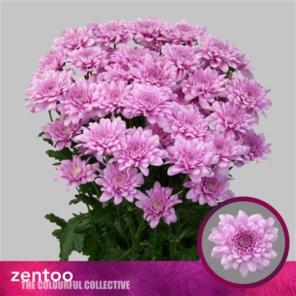 Chrysanthemums T Baronia New! 70cm A1