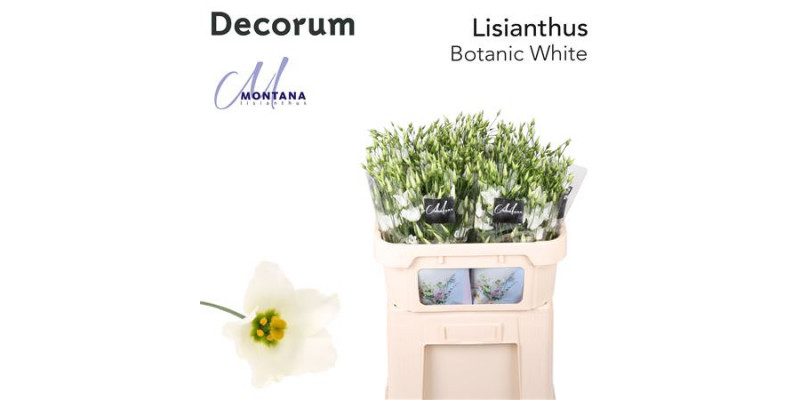 Lisianthus Botanic White 75cm A1