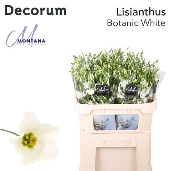 Lisianthus Botanic White 70cm A1