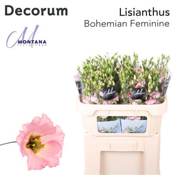 Lisianthus E Bohemi Pink 70cm A1