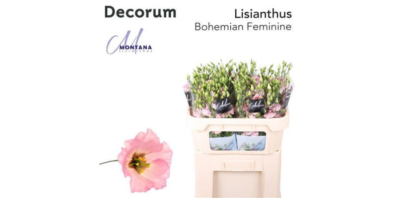 Lisianthus E Bohemian Pink 70cm A1