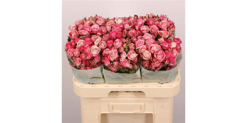 Rose Tr Flinders Lane 60 cm  A1