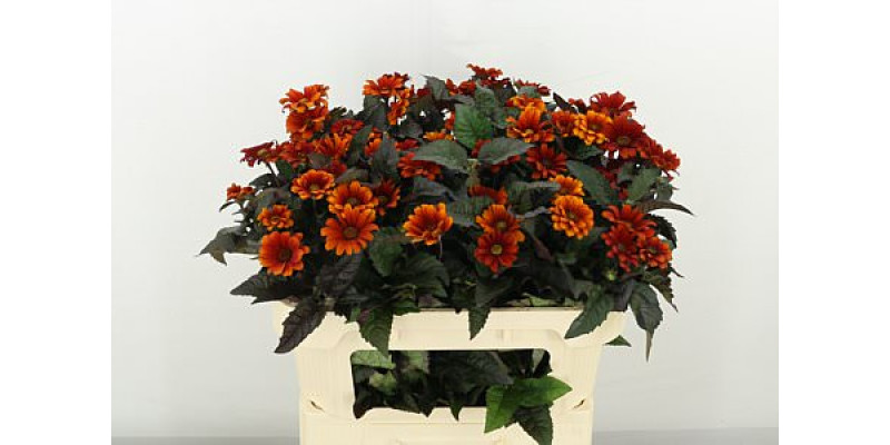 Heliop Red Shades 70cm A1