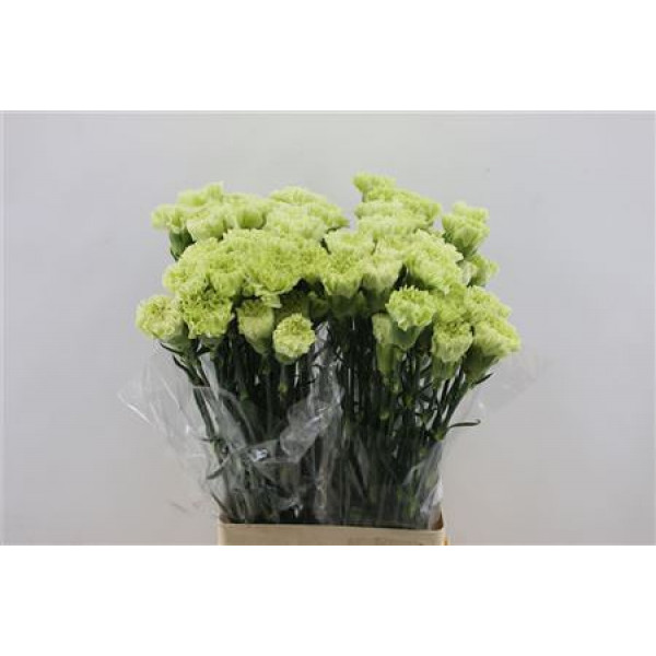 Dianthus St Green Shot 65cm A1