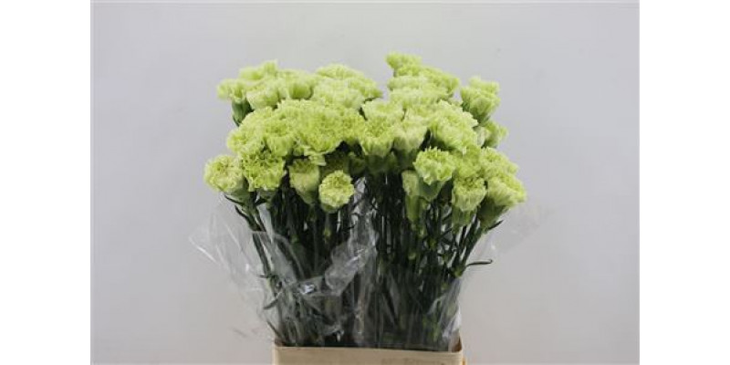 Dianthus St Green Shot 65cm A1