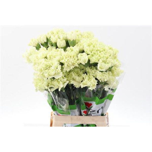 Dianthus St Green Shot 70cm A1