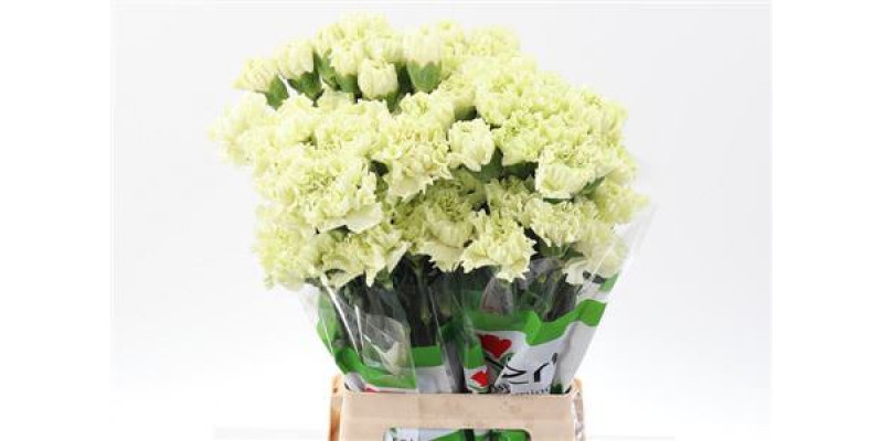 Dianthus St Green Shot 70cm A1