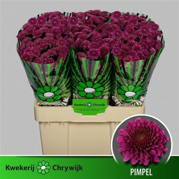 Chrysanthemums S Aaa Pimpel 55cm A1 Col-Purple