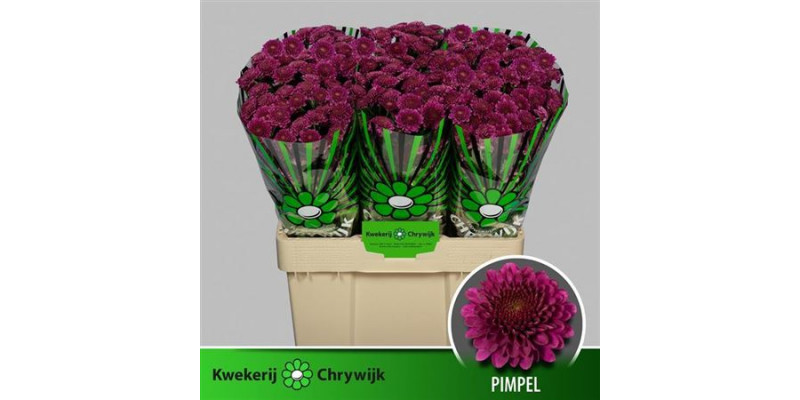 Chrysanthemums S Aaa Pimpel 55cm A1 Col-Purple