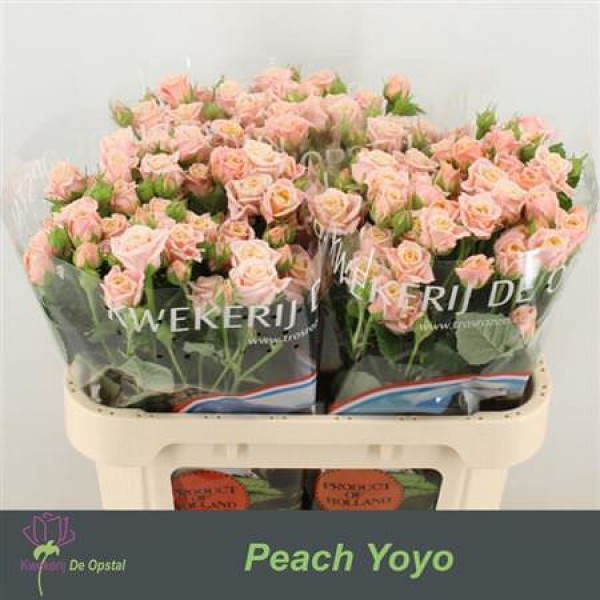 Rose Tr Peach Yo-yo 60cm A1