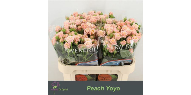 Rose Tr Peach Yo-yo 60cm A1