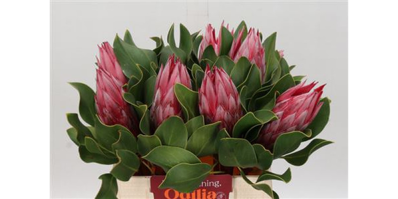 Protea Cyn. Claire 40cm A1