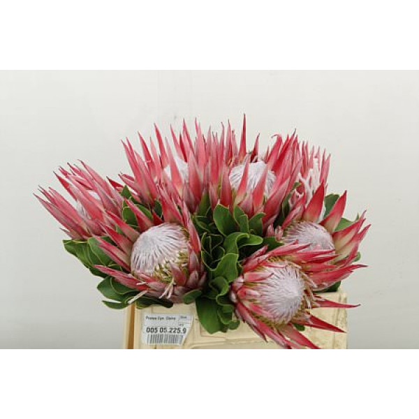 Protea Cyn. Claire 35cm A1