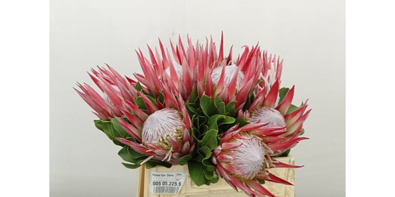 Protea Cyn. Claire 35cm A1