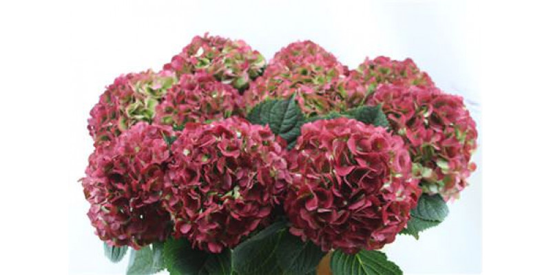 Hydrangea M My Vienna Cl Red 80-23 80cm A1