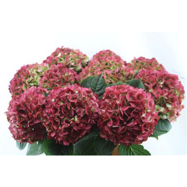 Hydrangea M My Vienna Cl Red 80-23 80cm A1