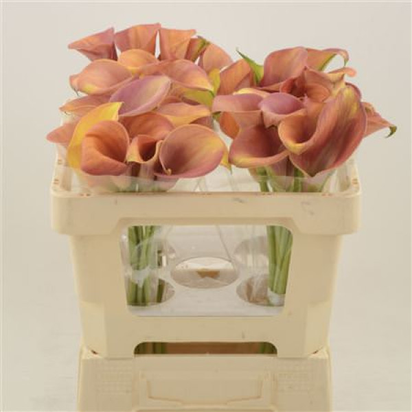 Zanthedeschias Calla Lilly Orange Pride 55  cm  Zanthedeschias Calla Lilly Orange Pride 55  cm