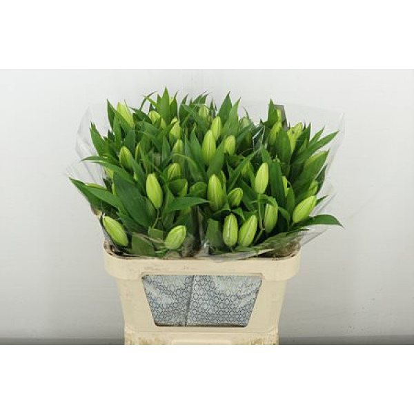 Lillys Or Du Do Fantasy 5+ 90 cm  A1