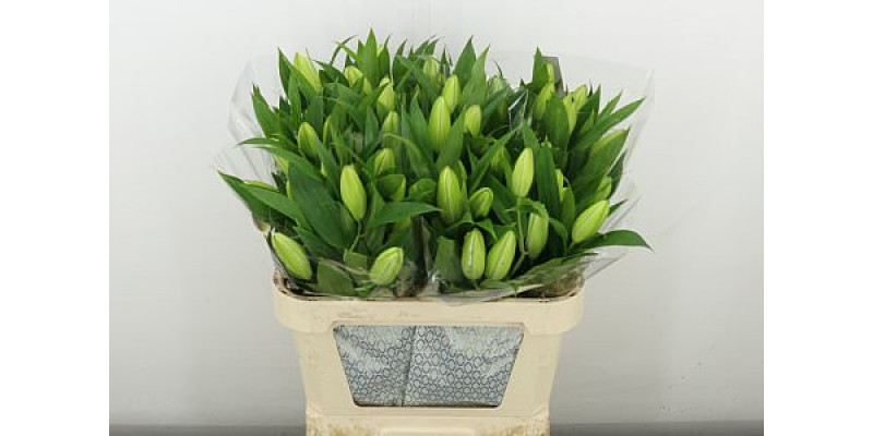 Lillys Or Du Do Fantasy 5+ 90 cm  A1