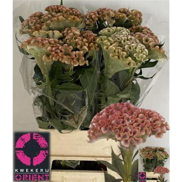 Celosia C Muse Pink 90cm A1