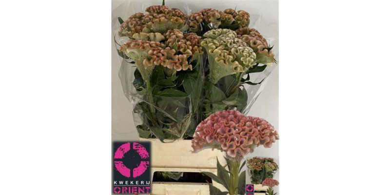 Celosia C Muse Pink 90cm A1