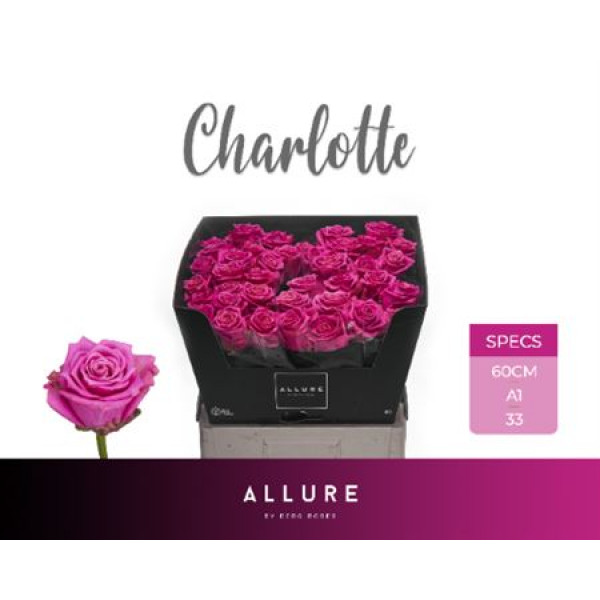 Rose Gr Charlotte Allure 60cm A1