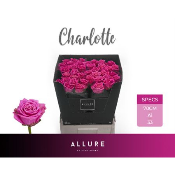 Rose Gr Charlotte Allure 70cm A1