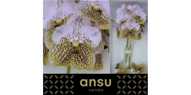 Orchid Vanda Divana Sea Shell  A1