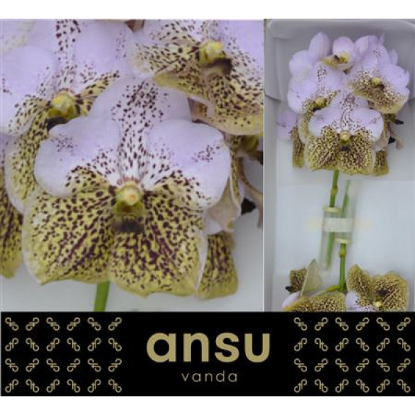 Orchid Vanda Divana Sea Shell  A1