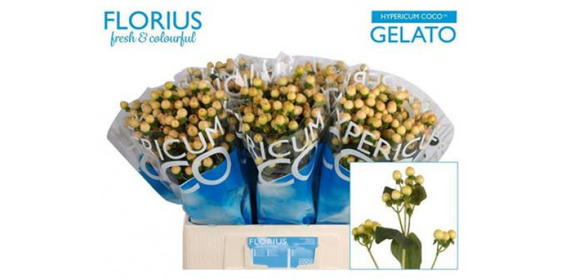 Hypericum Coco Gelato 60cm  Col-Yellow Pink