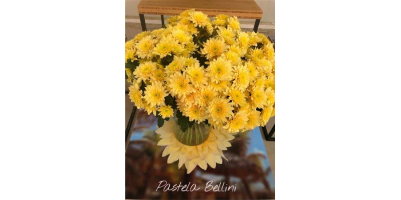 Chrysanthemums T Pastel Bellini 70cm A1 Col-Peach