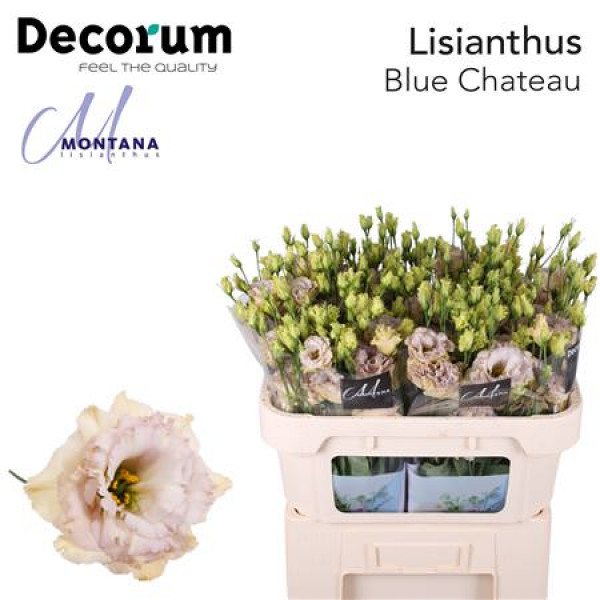 Lisianthus G Blue Chateau 70cm A1