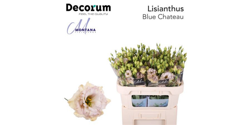 Lisianthus G Blue Chateau 70cm A1