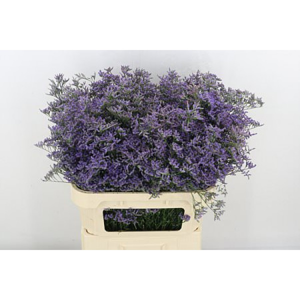 Limonium Saf Classic Blue 80cm A1