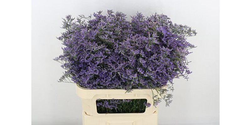 Limonium Saf Classic Blue 80cm A1