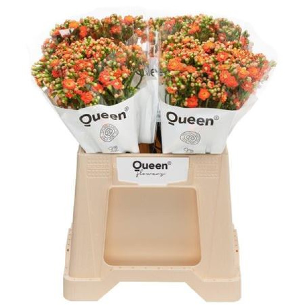 Kal Bri Orang Meadow 40 cm A1