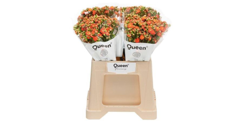 Kal Bri Orang Meadow 40 cm A1