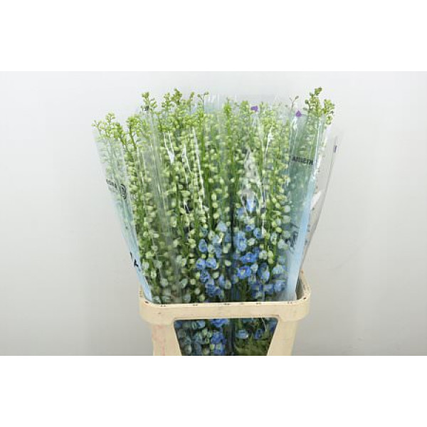 Delphinium El Mag Fskb Wb 100cm A1