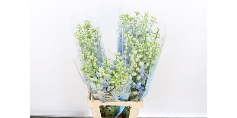 Delphinium El Mag Fskb Wb 60cm A1