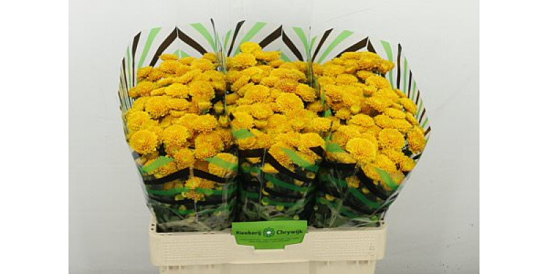 Chrysanthemums S Ellison Gold 55 cm A1
