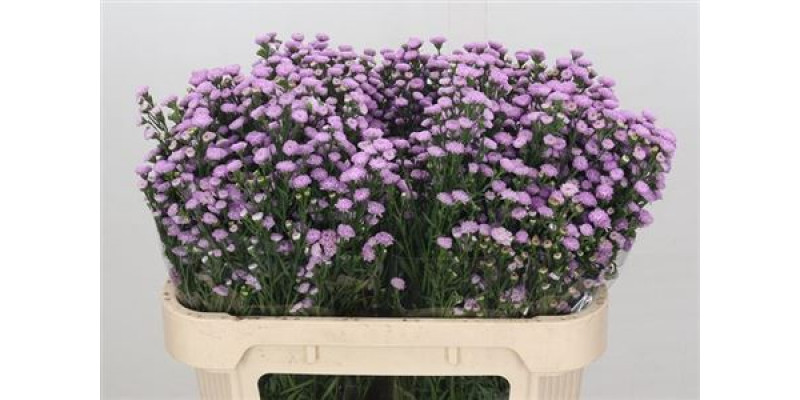 Aster  Astee Mb Pin Pea 70cm A1