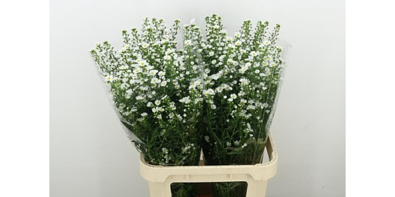 Aster  Monte Casino Imp 90cm A1