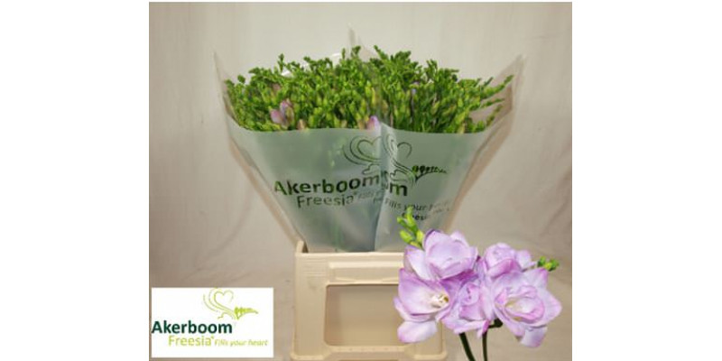 Freesias Du Romantic Laven 50cm A2