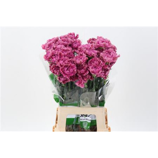 Dianthus St Edmond 70cm A1