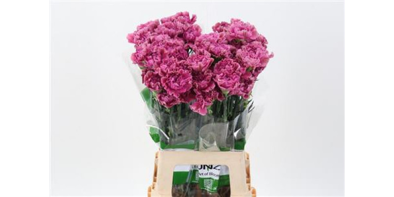 Dianthus St Edmond 70cm A1